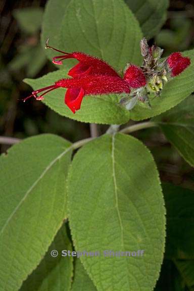 salvia cinnabarina 2 graphic